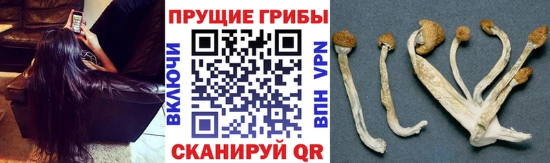 Псилоцибиновые грибы ЛСД  где можно купить   Салаир 